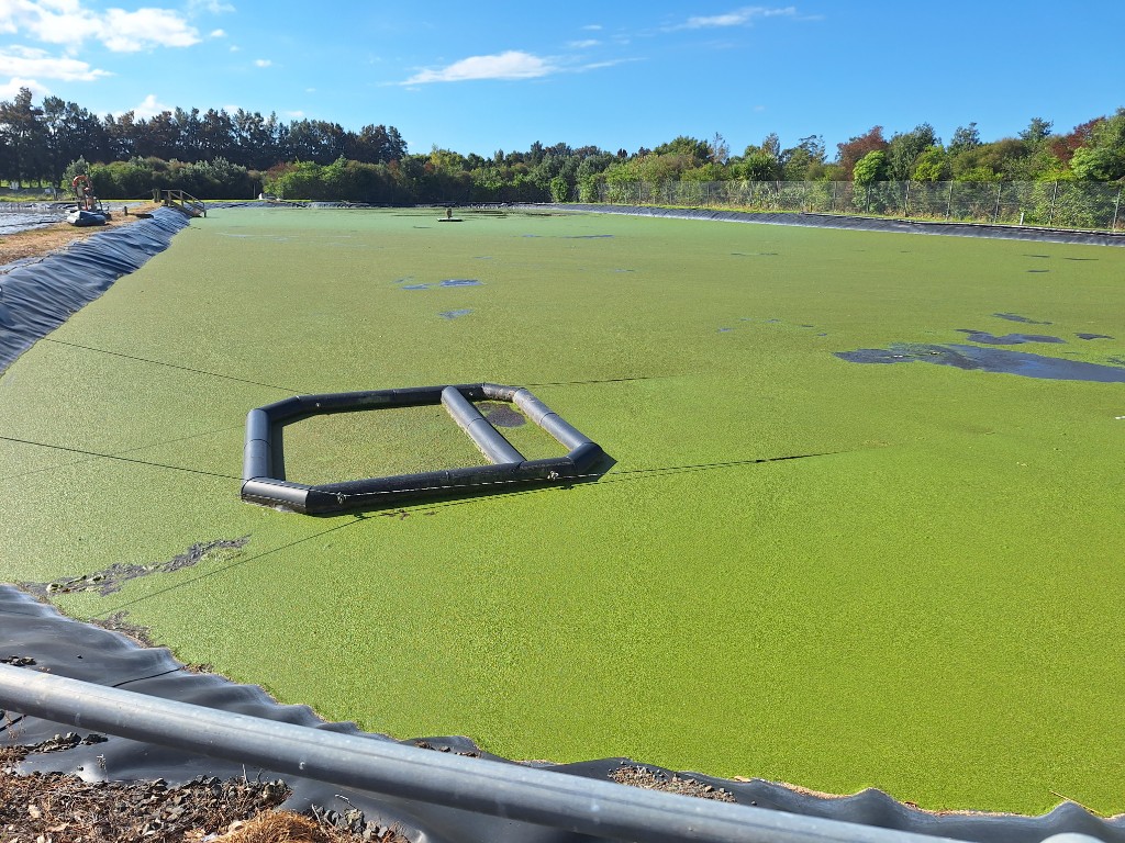 Farm pond covered with duckweed and aquatic weeds